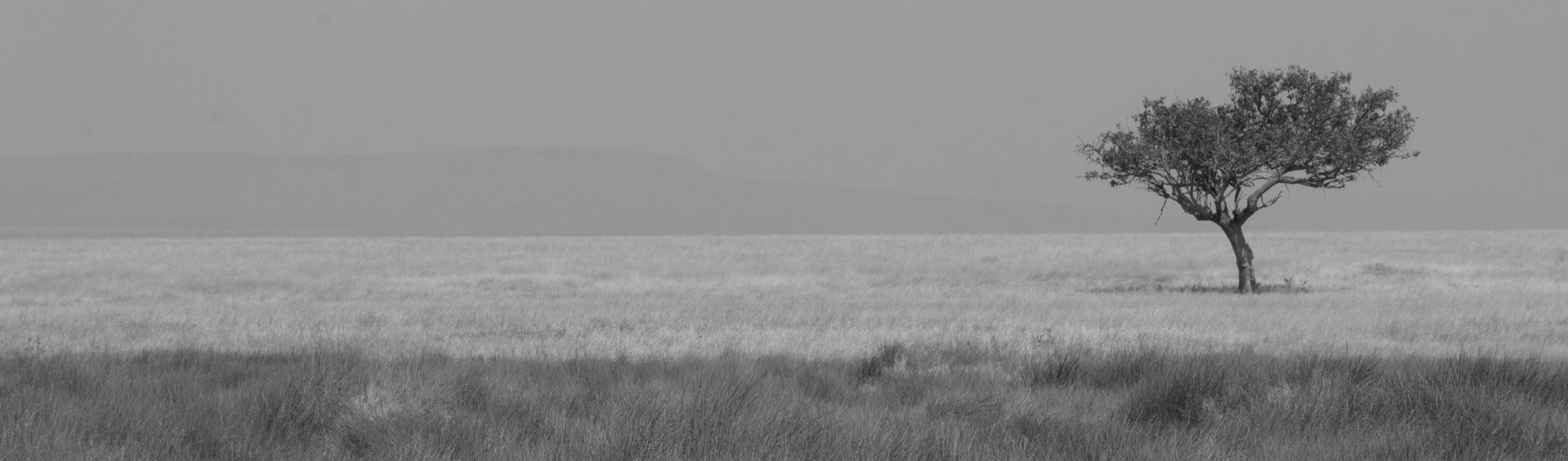 Exposed tree, Serengeti National Park, United Republic of Tanzania
